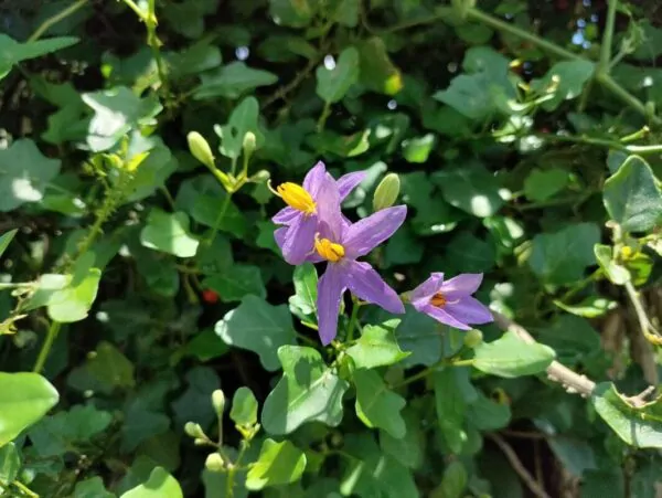 Solanum trilobatum - Purple-fruited Pea Eggplant, Thoothuvalai, Climbing Brinjal, Red Pea Eggplant - Image 2