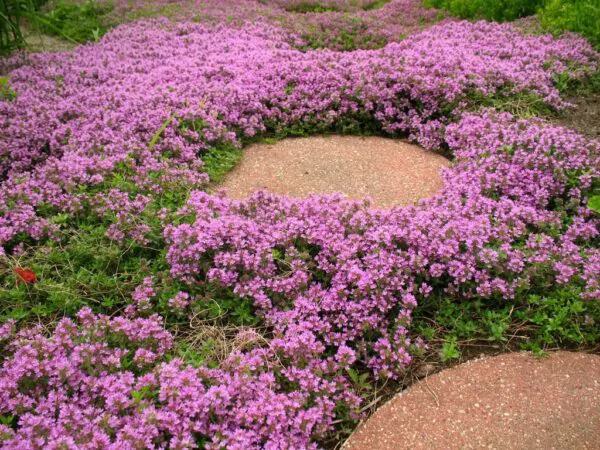 Thymus serpyllum - Breckland thyme, Wild thyme, Dwarf Creeping thyme