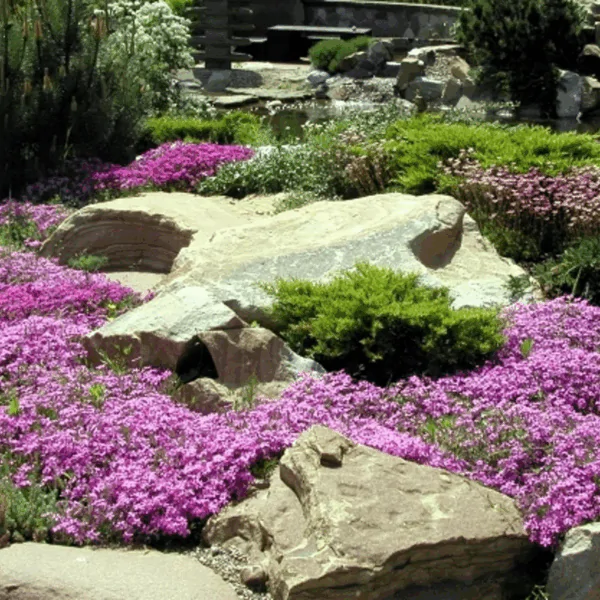 Thymus serpyllum - Breckland thyme, Wild thyme, Dwarf Creeping thyme - Image 3