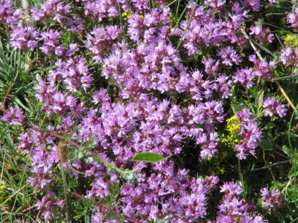 Thymus serpyllum - Breckland thyme, Wild thyme, Dwarf Creeping thyme - Image 4