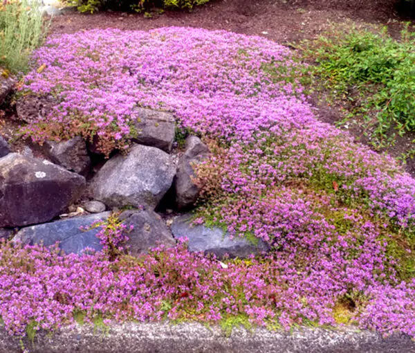 Thymus serpyllum - Breckland thyme, Wild thyme, Dwarf Creeping thyme - Image 5