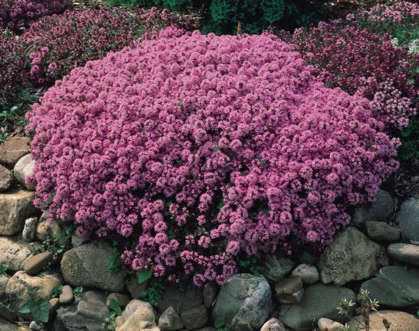 Thymus serpyllum - Breckland thyme, Wild thyme, Dwarf Creeping thyme - Image 6