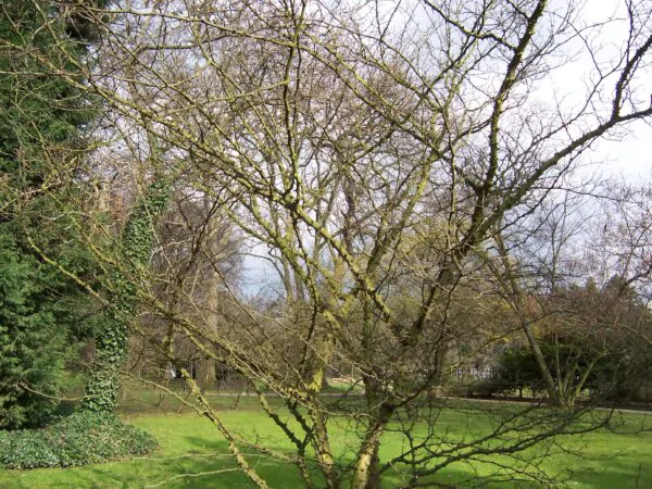 Zanthoxylum simulans - Chinese Pepper Tree, Sichuan Pepper, Chinese Prickly-ash - Image 2