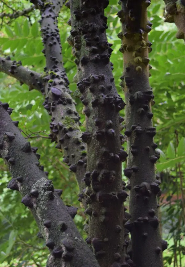 Zanthoxylum simulans - Chinese Pepper Tree, Sichuan Pepper, Chinese Prickly-ash - Image 3
