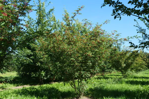 Zanthoxylum simulans - Chinese Pepper Tree, Sichuan Pepper, Chinese Prickly-ash - Image 4