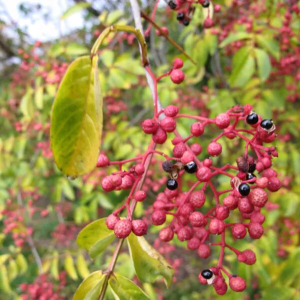 Zanthoxylum simulans - Chinese Pepper Tree, Sichuan Pepper, Chinese Prickly-ash - Image 6