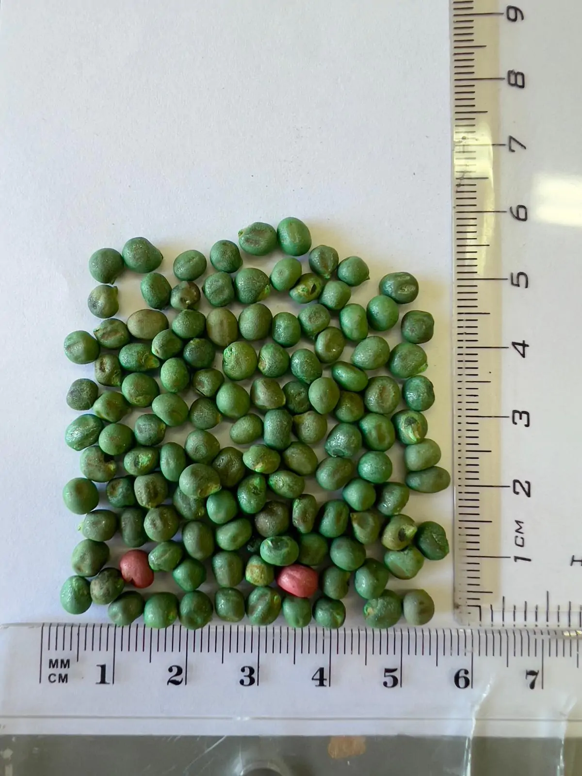 Abelmoschus esculentus 'Red Burgundy' / Hibiscus esculentus - Ladies Fingers, Ochro, Okra, Okro, Red Burgundy, Red Fruit, Quiabo - Image 9