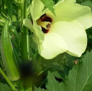 Abelmoschus moschatus - Musk Mallow, Ornamental Okra