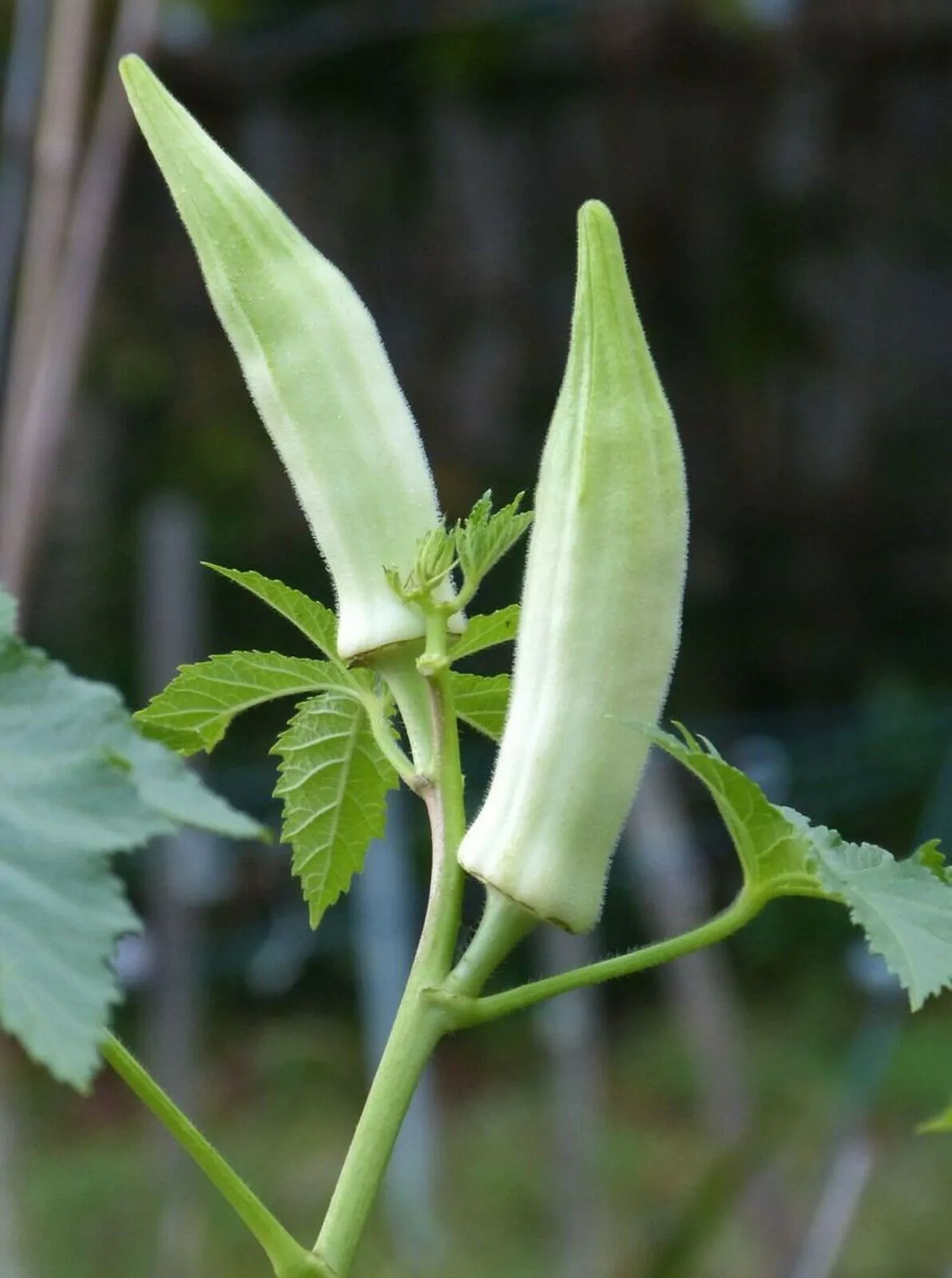 Abelmoschus moschatus - Musk Mallow, Ornamental Okra - Image 3