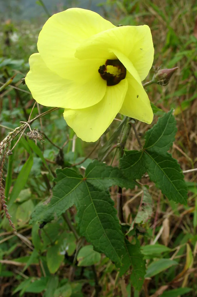Abelmoschus moschatus - Musk Mallow, Ornamental Okra - Image 4