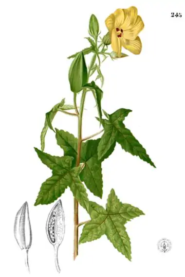 Abelmoschus moschatus - Musk Mallow, Ornamental Okra - Image 5