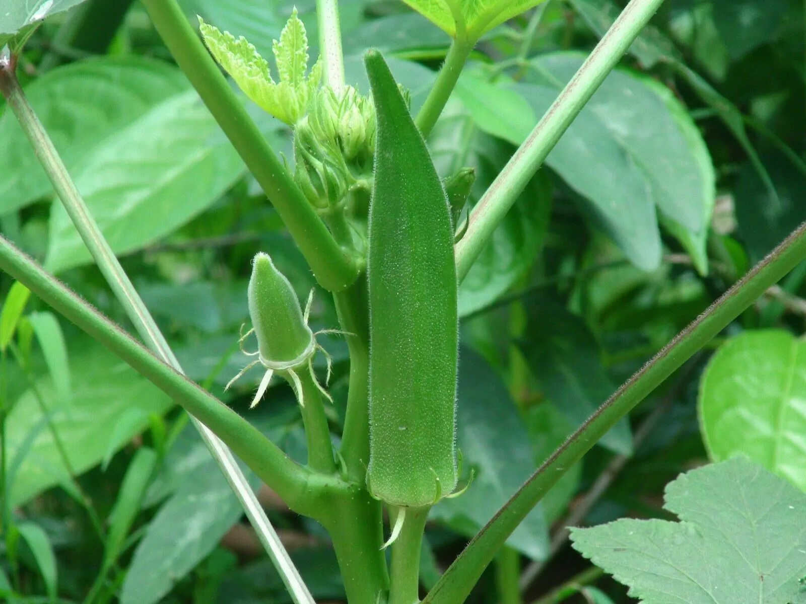 Abelmoschus moschatus - Musk Mallow, Ornamental Okra - Image 6