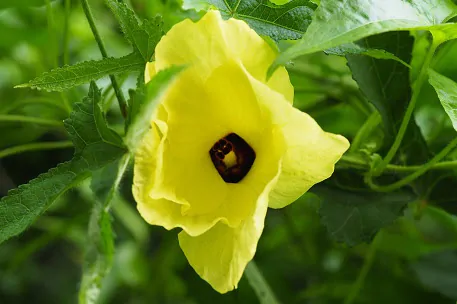 Abelmoschus moschatus - Musk Mallow, Ornamental Okra - Image 7