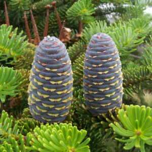 Abies pindrow - West Himalayan Fir