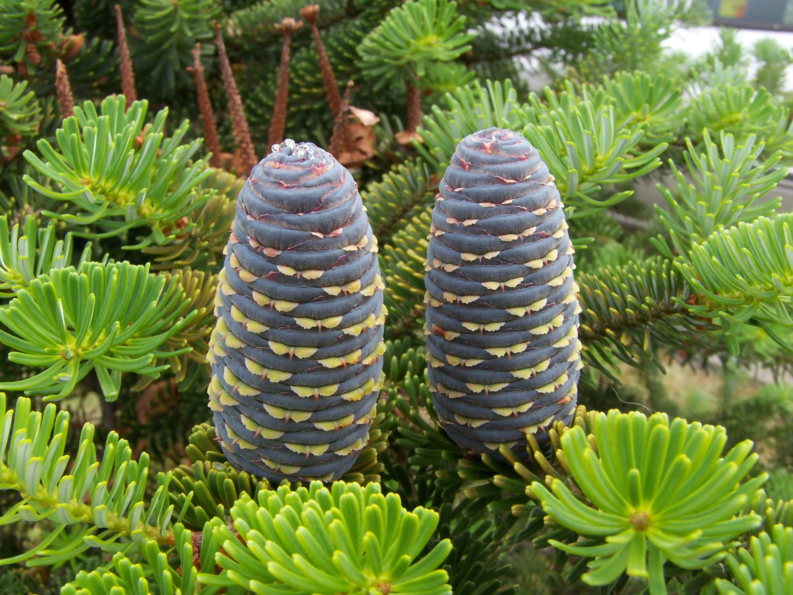 Abies pindrow - West Himalayan Fir