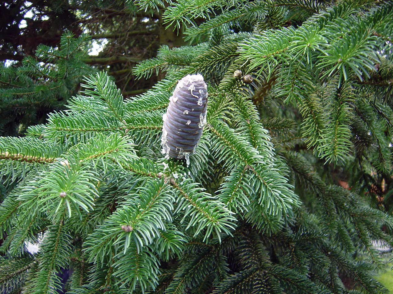 Abies pindrow - West Himalayan Fir - Image 4