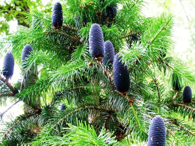 Abies pindrow - West Himalayan Fir - Image 5