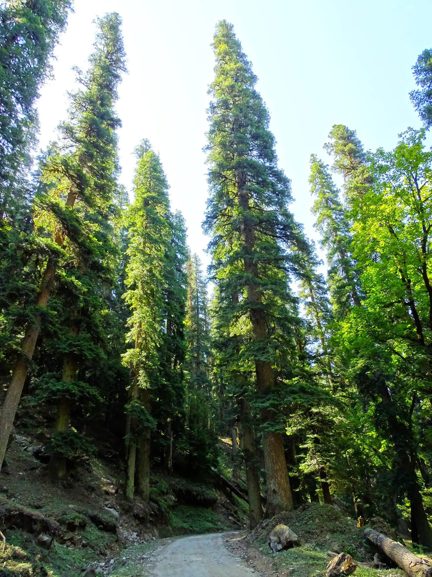 Abies pindrow - West Himalayan Fir - Image 6