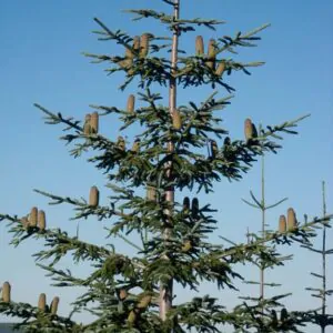 Abies procera - Noble Fir, Red Fir