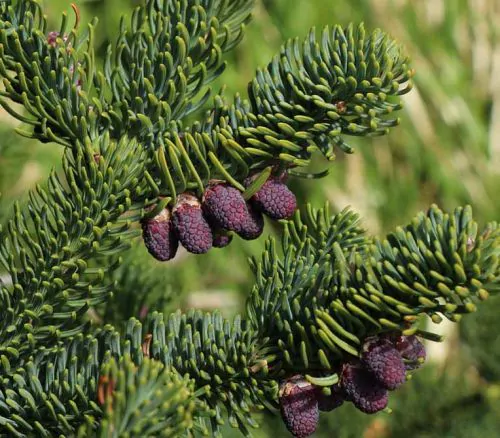 Abies procera - Noble Fir, Red Fir - Image 4