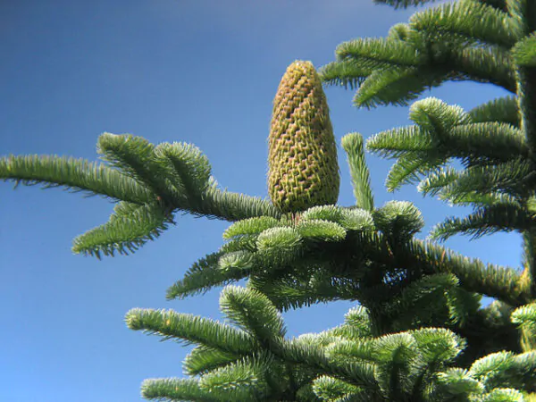 Abies procera - Noble Fir, Red Fir - Image 8