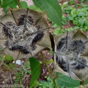 Abroma augusta - Devil s Cotton