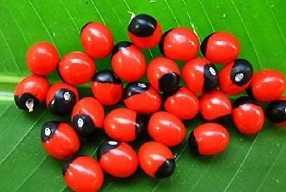 Abrus precatorius - Jequirity Bean, Rosary Pea - Image 3