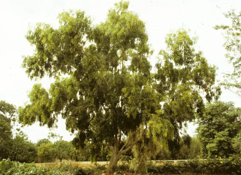 Acacia auriculiformis - Earleaf Acacia