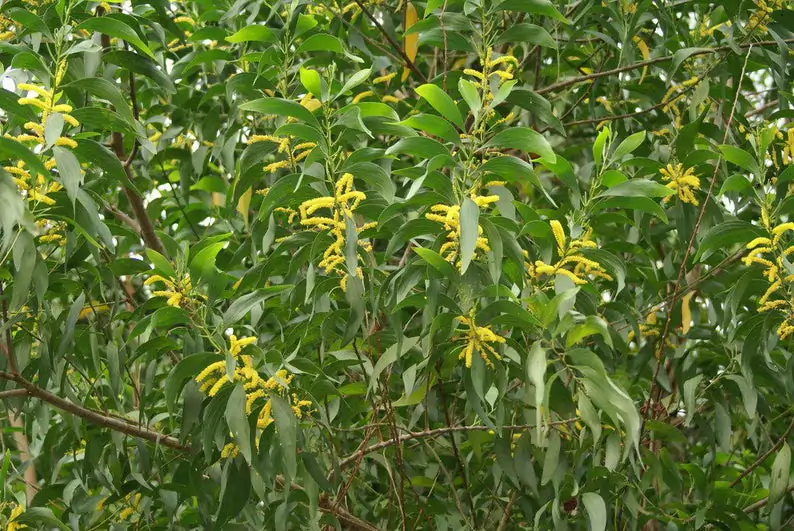 Acacia auriculiformis - Earleaf Acacia - Image 3