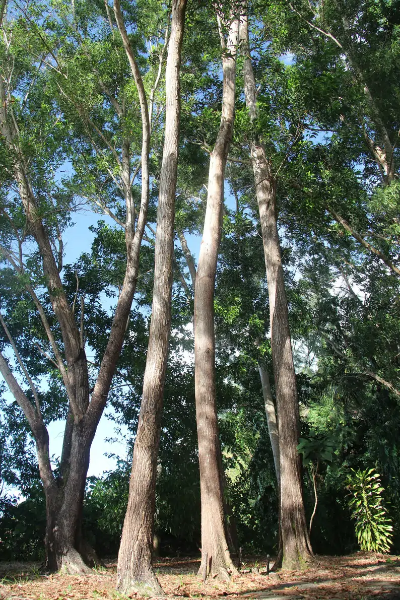 Acacia auriculiformis - Earleaf Acacia - Image 4