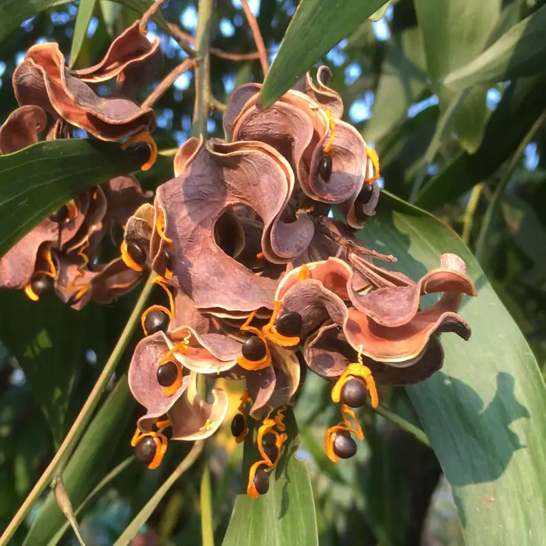 Acacia auriculiformis - Earleaf Acacia - Image 5