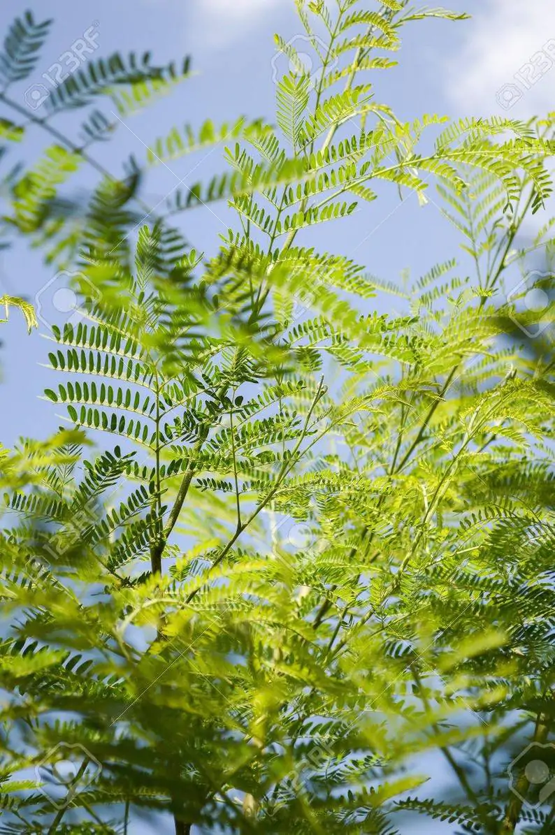 Acacia auriculiformis - Earleaf Acacia - Image 8