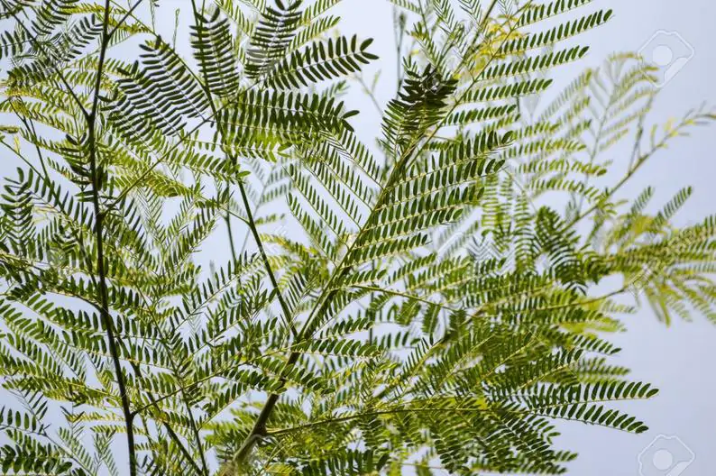 Acacia auriculiformis - Earleaf Acacia - Image 9