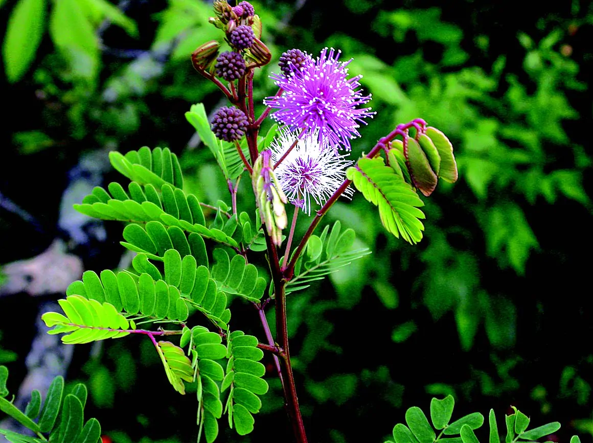 Acacia caesia - Palinja, Incha, Soap bark
