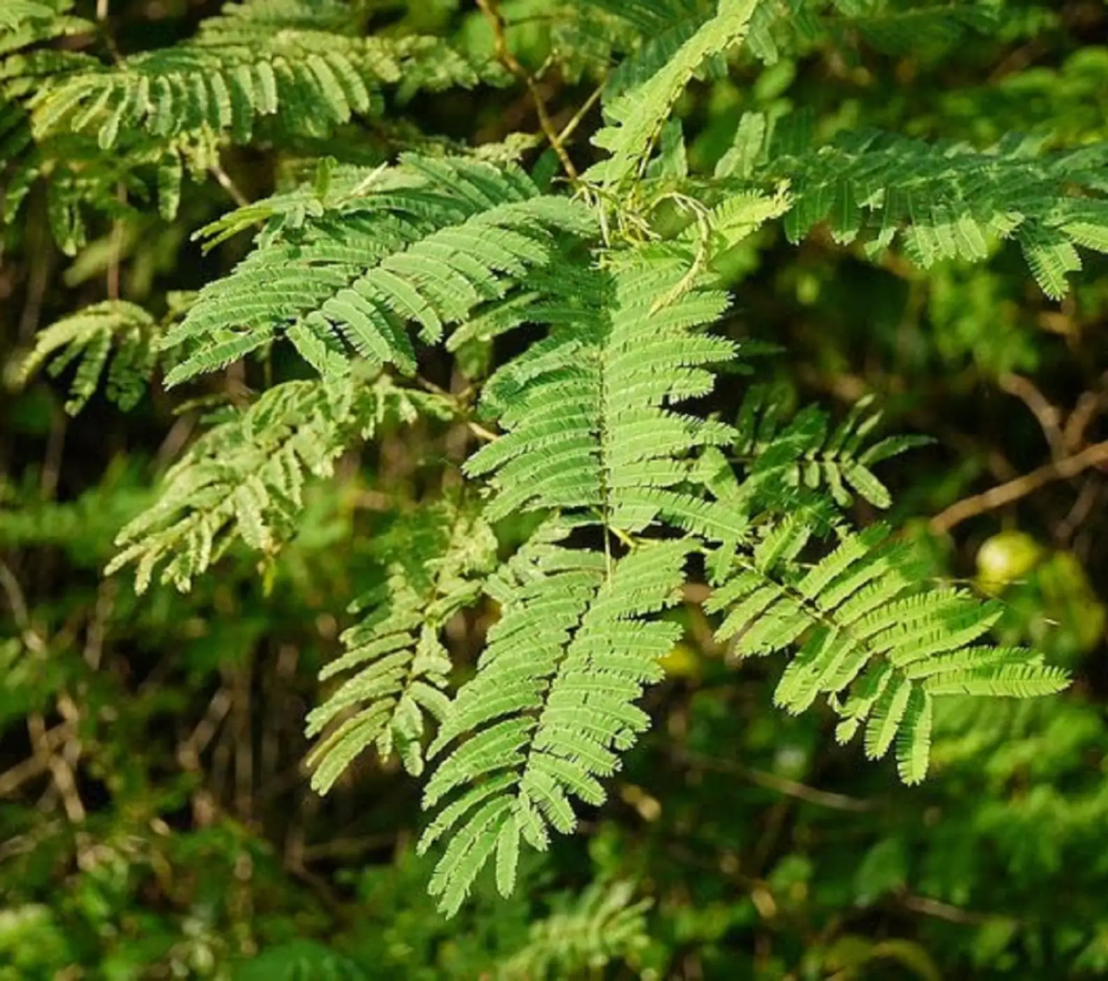 Acacia caesia - Palinja, Incha, Soap bark - Image 5