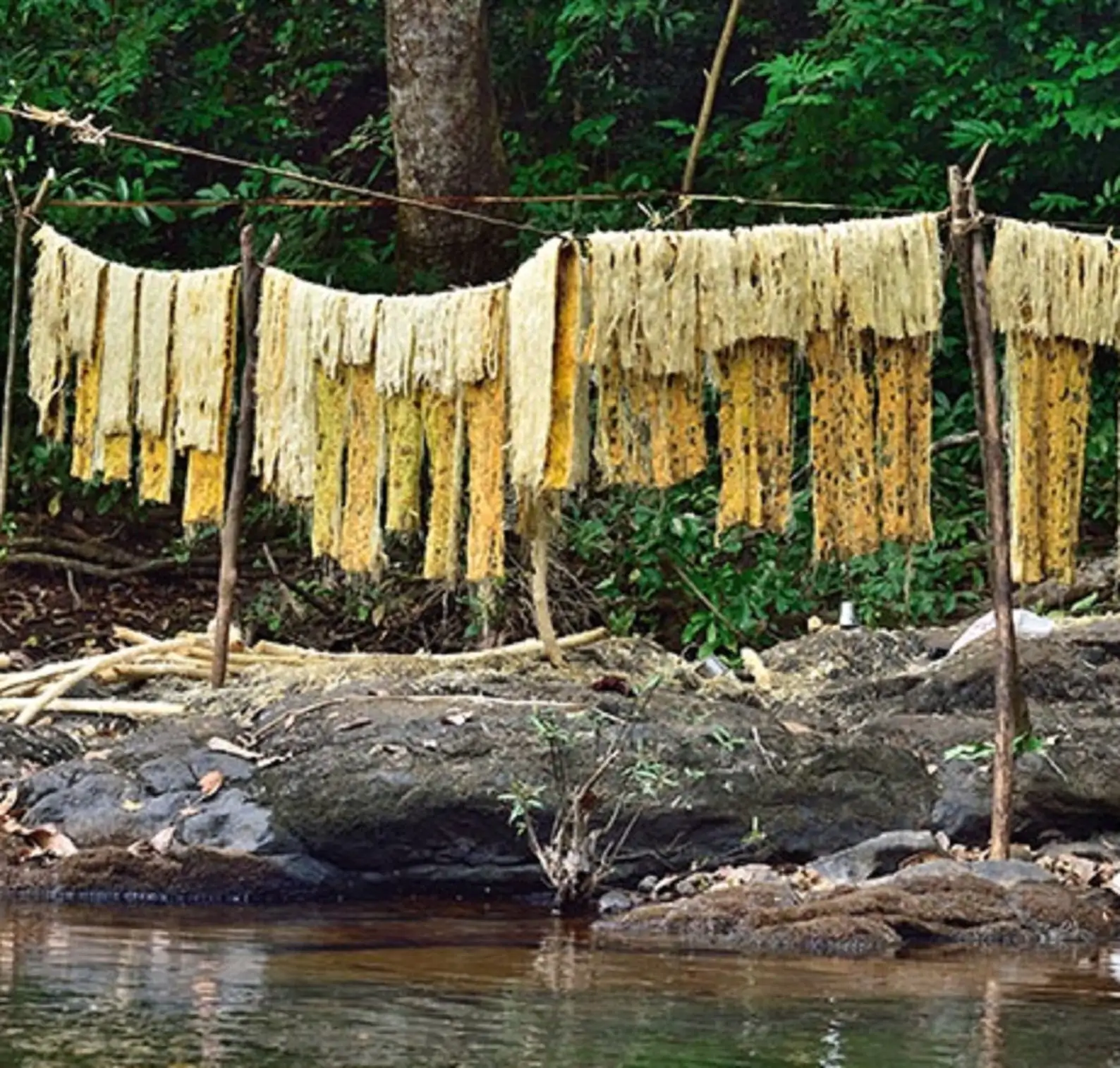 Acacia caesia - Palinja, Incha, Soap bark - Image 6