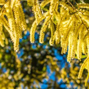 Acacia catechu - Senegalia catechu, Kher, Cachou, Cutchtree, Black Cutch, Black Catechu