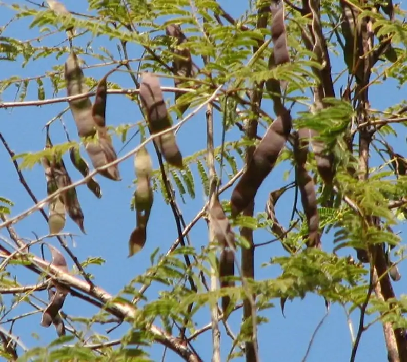 Acacia catechu - Senegalia catechu, Kher, Cachou, Cutchtree, Black Cutch, Black Catechu - Image 2