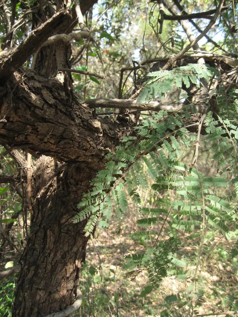 Acacia catechu - Senegalia catechu, Kher, Cachou, Cutchtree, Black Cutch, Black Catechu - Image 3