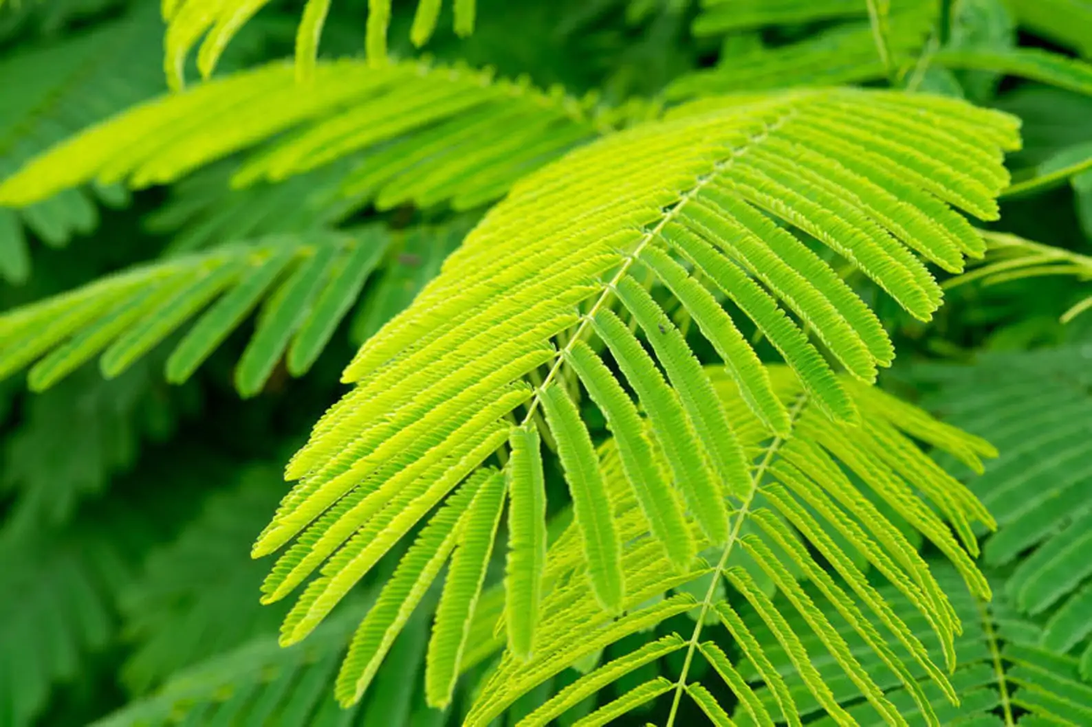 Acacia catechu - Senegalia catechu, Kher, Cachou, Cutchtree, Black Cutch, Black Catechu - Image 4