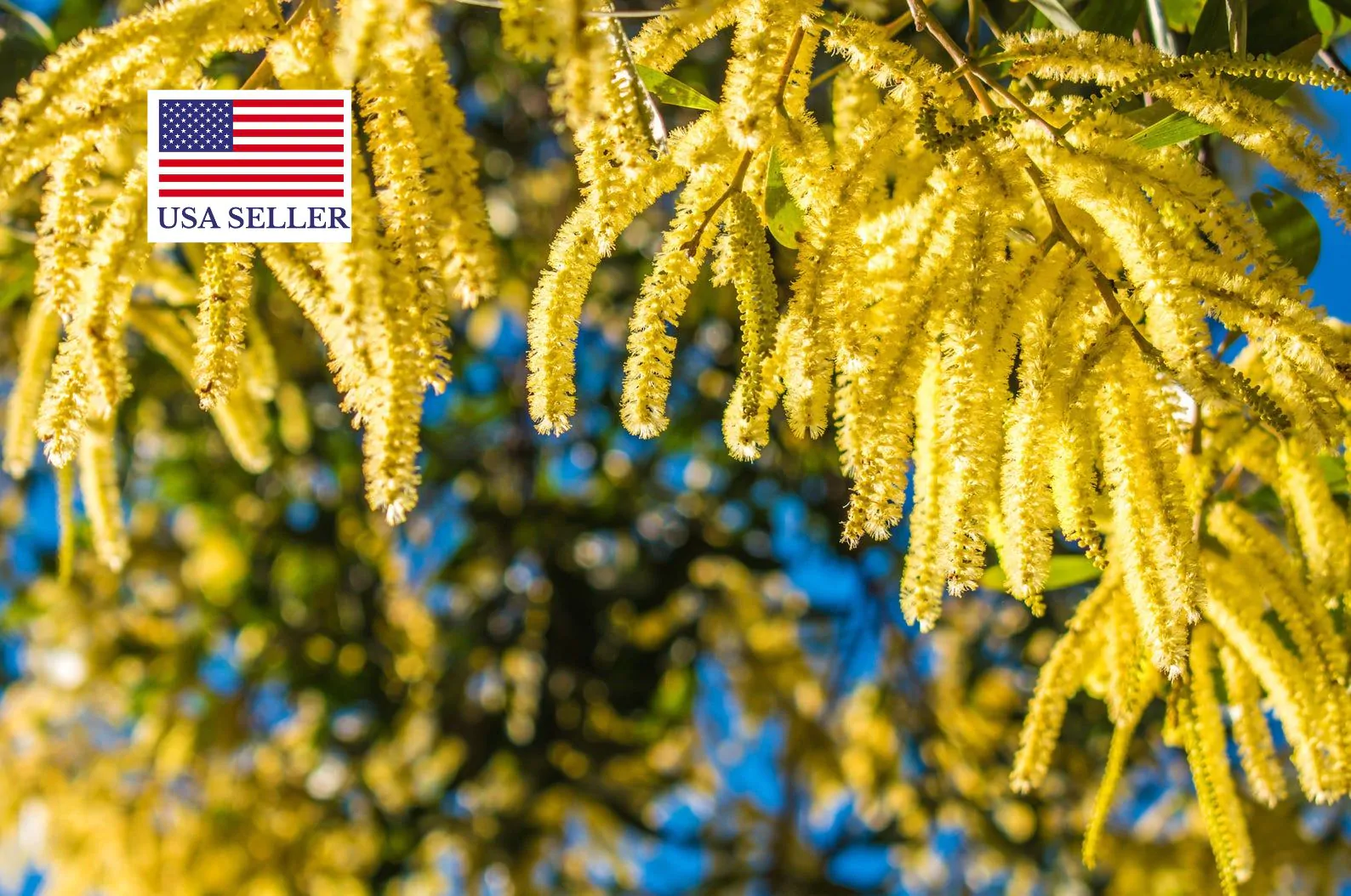 Acacia catechu - Senegalia catechu, Kher, Cachou, Cutchtree, Black Cutch, Black Catechu - Image 7