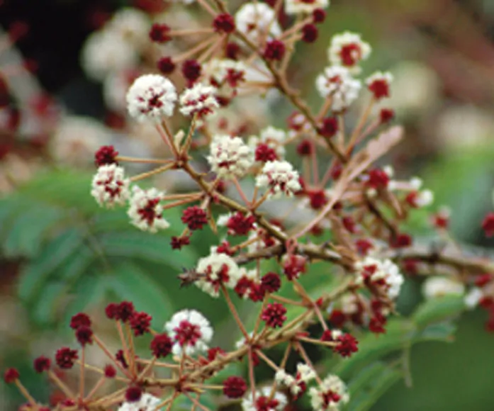Acacia concinna / Acacia sinuata - Shikakai, Hair Fruit