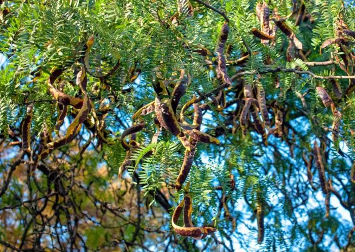 Acacia concinna / Acacia sinuata - Shikakai, Hair Fruit - Image 2