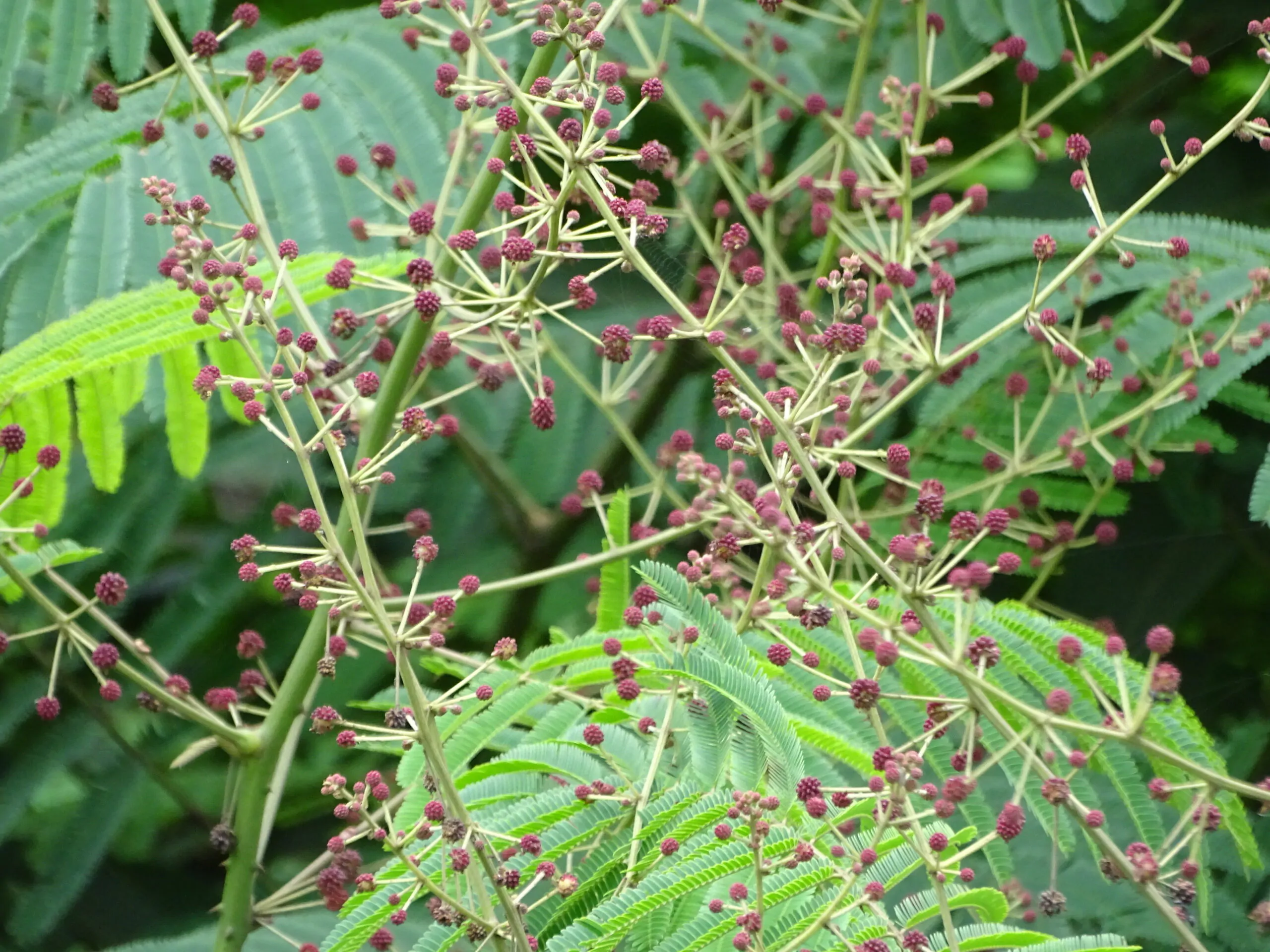 Acacia concinna / Acacia sinuata - Shikakai, Hair Fruit - Image 6