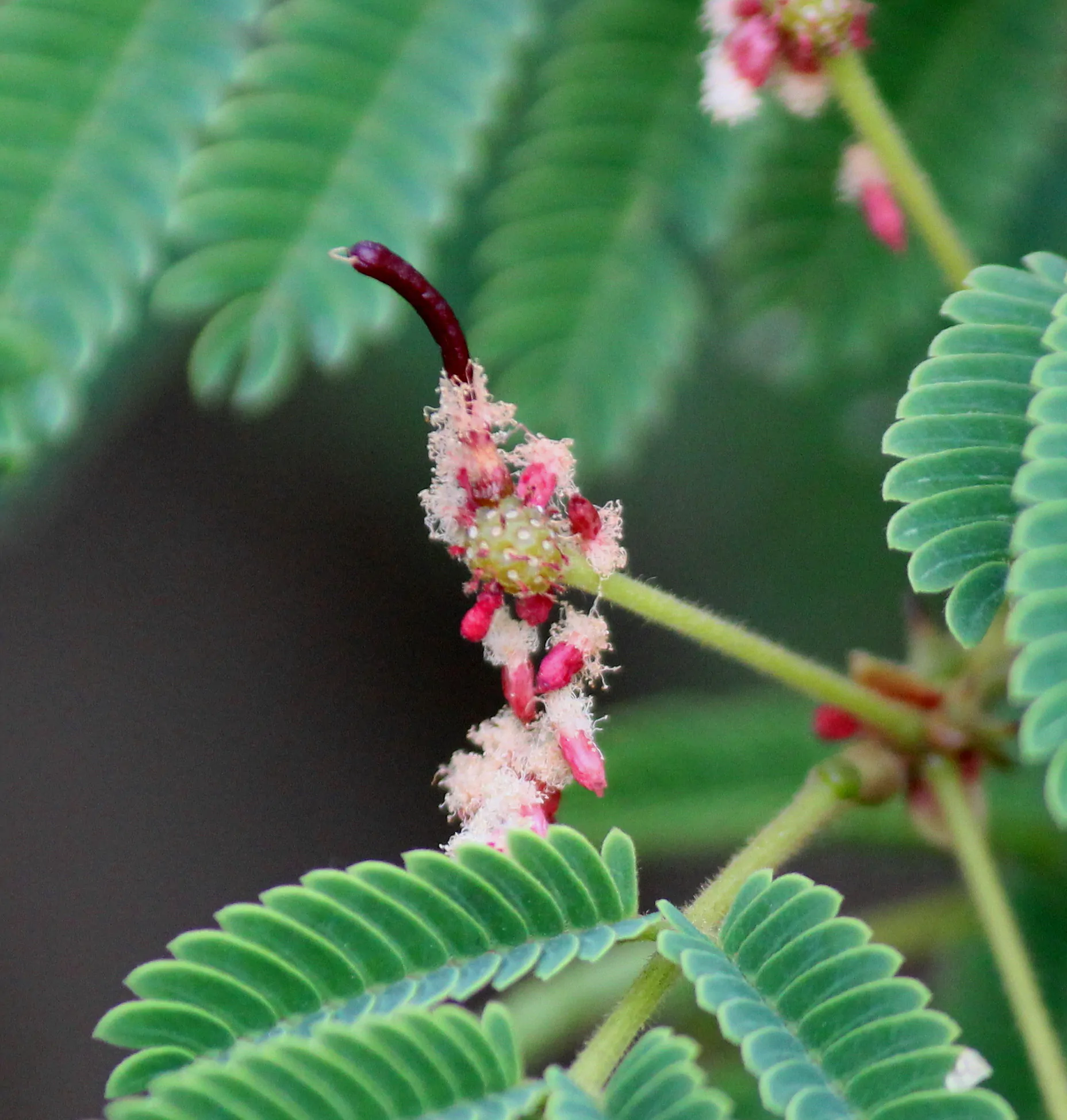Acacia concinna / Acacia sinuata - Shikakai, Hair Fruit - Image 7