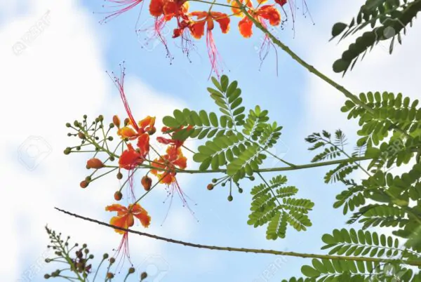 Acacia concinna / Acacia sinuata - Shikakai, Hair Fruit - Image 8