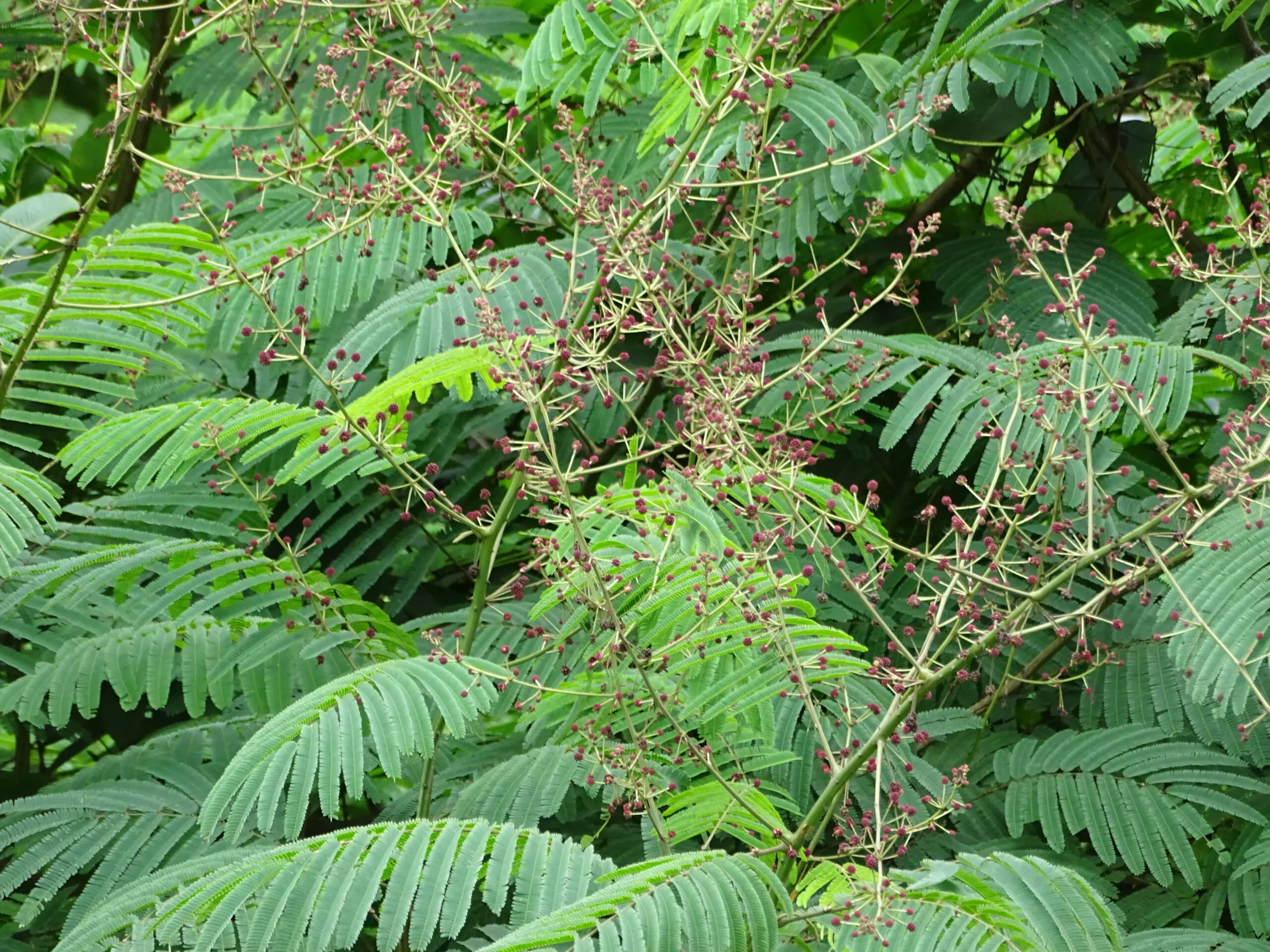 Acacia concinna / Acacia sinuata - Shikakai, Hair Fruit - Image 9