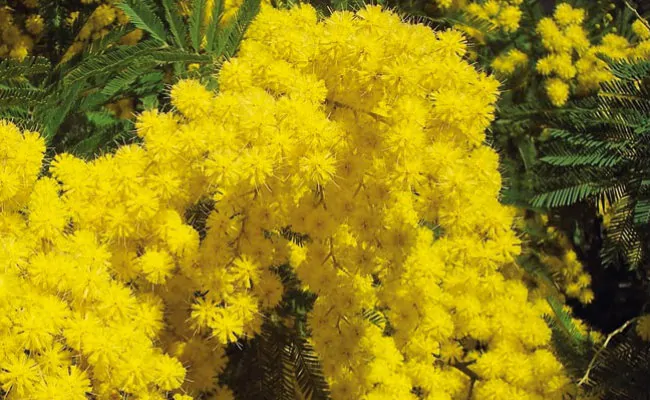 Acacia mangium - Black Wattle, Mangium Wattle