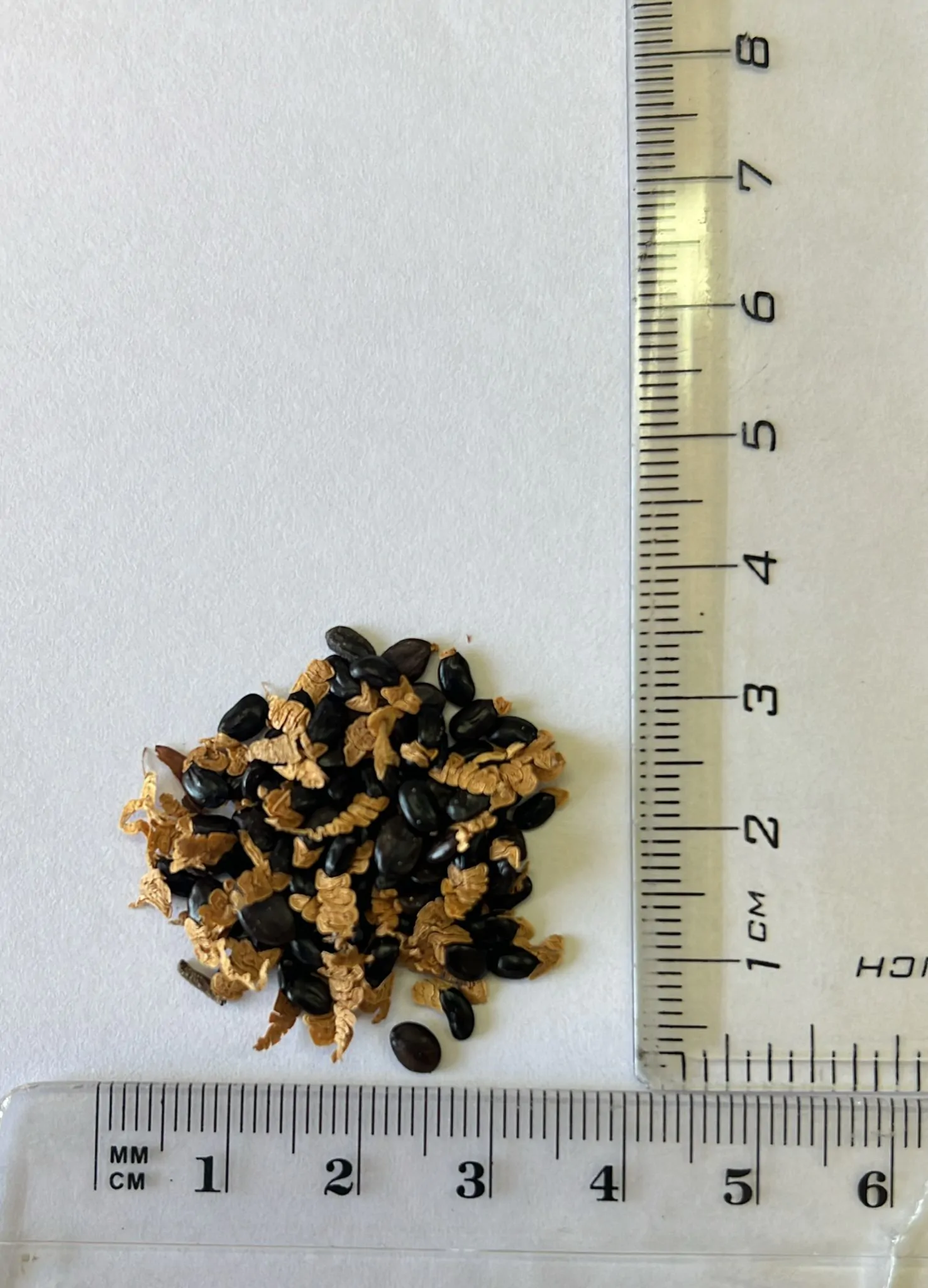 Acacia mangium - Black Wattle, Mangium Wattle - Image 7