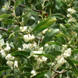 Acacia melanoxylon - Australian Blackwood